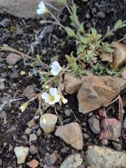 Cerastium alpinum