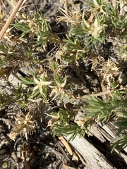Polemoniaceae