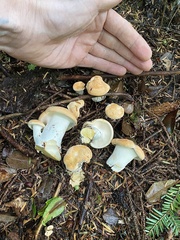 Hydnum washingtonianum