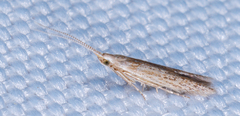 Coleophoridae