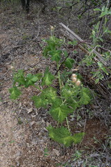 Cnidoscolus maculatus