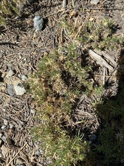 Polemoniaceae