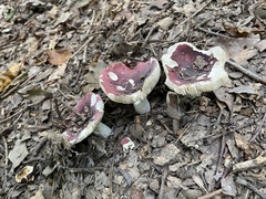 Russula xerampelina