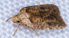 Agonopterix pulvipennella