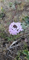 Glandularia tenera