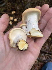 Hydnum washingtonianum