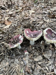 Russula xerampelina