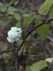 Symphoricarpos