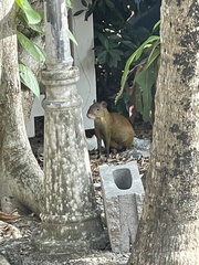 Dasyprocta ruatanica