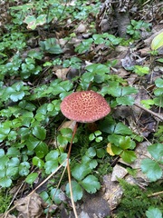 Suillus