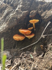 Omphalotus subilludens