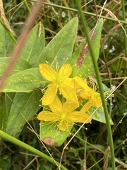 Hypericum foliosum