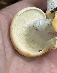 Hydnum washingtonianum