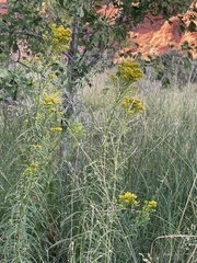 Chrysothamnus viscidiflorus