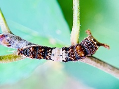 Limenitis