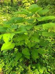 Catalpa speciosa