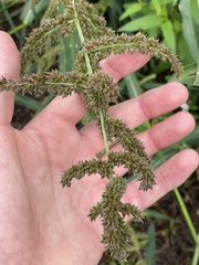 Echinochloa muricata