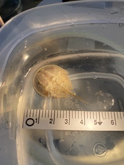 Limulus polyphemus
