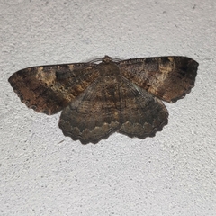 Ctenognophos eolaria