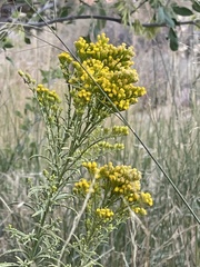 Chrysothamnus viscidiflorus