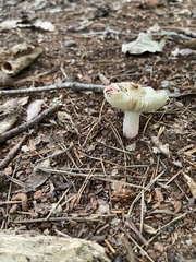 Russula mariae