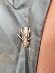 Cyphoderris monstrosa