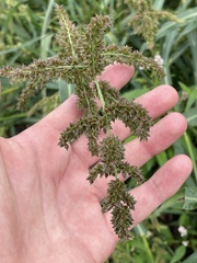 Echinochloa muricata