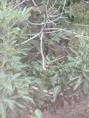 Archilochus colubris