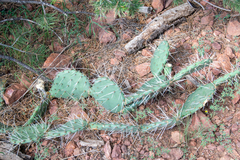 Opuntia polyacantha