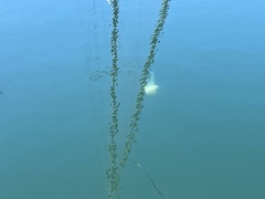 Phacellophora camtschatica