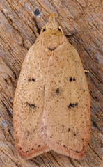 Machimia tentoriferella