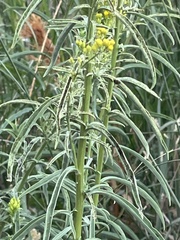Chrysothamnus viscidiflorus