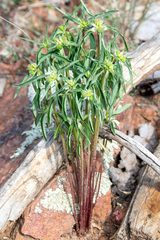 Euphorbia dentata