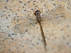 Gynacantha nourlangie