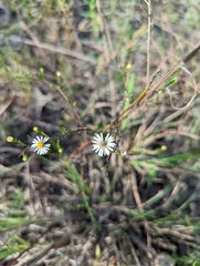 Symphyotrichum dumosum