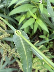 Echinochloa muricata
