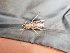 Cyphoderris monstrosa
