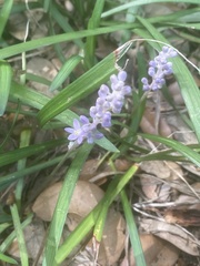 Liriope