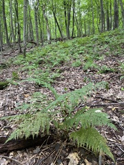 Athyrium angustum
