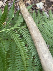 Athyrium angustum