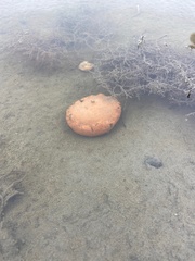 Aplidium stellatum