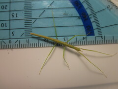 Medauroidea extradentata