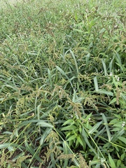 Echinochloa muricata