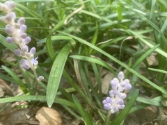 Liriope