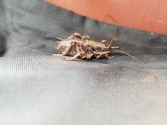 Cyphoderris monstrosa