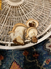 Hydnum washingtonianum