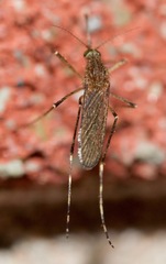 Coquillettidia perturbans
