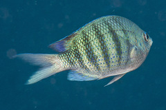 Abudefduf margariteus