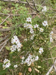 Symphyotrichum drummondii