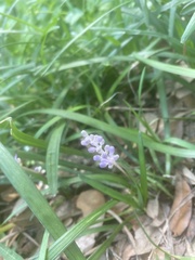 Liriope